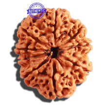 Load image into Gallery viewer, 9 Mukhi Nepalese Rudraksha - Bead No. 300