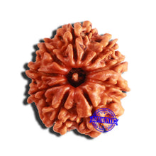 Load image into Gallery viewer, 9 Mukhi Nepalese Rudraksha - Bead No. 345