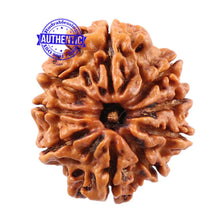 Load image into Gallery viewer, 9 Mukhi Nepalese Rudraksha - Bead No. 96