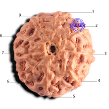Load image into Gallery viewer, 9 Mukhi Rudraksha from Indonesia - Bead No. 246