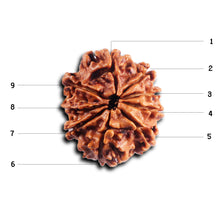 Load image into Gallery viewer, 9 Mukhi Nepalese Rudraksha - Bead No. 428
