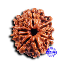 Load image into Gallery viewer, 9 Mukhi Nepalese Rudraksha - Bead No. 428