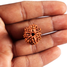 Load image into Gallery viewer, 9 Mukhi Nepalese Rudraksha - Bead No. 428