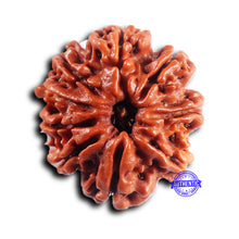 Load image into Gallery viewer, 9 Mukhi Nepalese Rudraksha - Bead No. 429