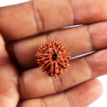 Load image into Gallery viewer, 9 Mukhi Nepalese Rudraksha - Bead No. 429