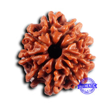 Load image into Gallery viewer, 9 Mukhi Nepalese Rudraksha - Bead No. 431