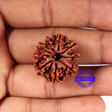 Load image into Gallery viewer, 9 Mukhi Nepalese Rudraksha - Bead No. 414