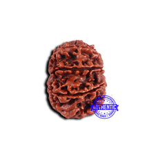 Load image into Gallery viewer, 9 Mukhi Nepalese Rudraksha - Bead No. 414