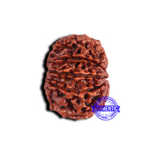 Load image into Gallery viewer, 9 Mukhi Nepalese Rudraksha - Bead No. 414