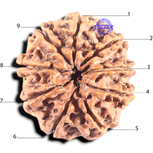 Load image into Gallery viewer, 9 Mukhi Nepalese Rudraksha - Bead No. 128