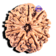 Load image into Gallery viewer, 9 Mukhi Nepalese Rudraksha - Bead No. 128