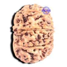 Load image into Gallery viewer, 9 Mukhi Nepalese Rudraksha - Bead No. 128