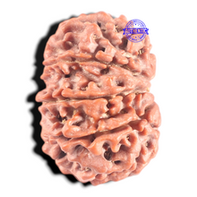 Load image into Gallery viewer, 9 Mukhi Nepalese Rudraksha - Bead No. 12