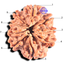 Load image into Gallery viewer, 9 Mukhi Nepalese Rudraksha - Bead No. 146