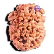 Load image into Gallery viewer, 9 Mukhi Nepalese Rudraksha - Bead No. 146