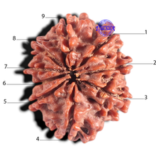 Load image into Gallery viewer, 9 Mukhi Nepalese Rudraksha - Bead No. 148
