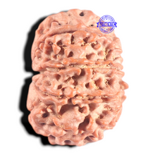 Load image into Gallery viewer, 9 Mukhi Nepalese Rudraksha - Bead No 163