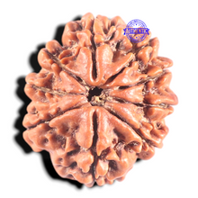 Load image into Gallery viewer, 9 Mukhi Nepalese Rudraksha - Bead No. 322