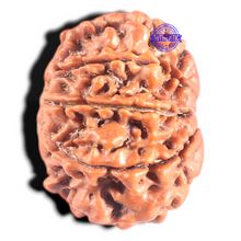 Load image into Gallery viewer, 9 Mukhi Nepalese Rudraksha - Bead No. 322