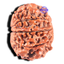 Load image into Gallery viewer, 9 Mukhi Nepalese Rudraksha - Bead No. 322