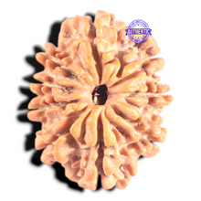 Load image into Gallery viewer, 9 Mukhi Nepalese Rudraksha - Bead No. 436