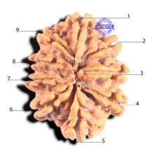 Load image into Gallery viewer, 9 Mukhi Nepalese Rudraksha - Bead No. 442