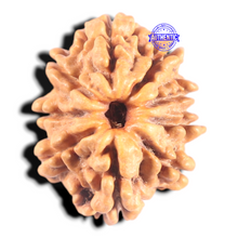 Load image into Gallery viewer, 9 Mukhi Nepalese Rudraksha - Bead No. 442