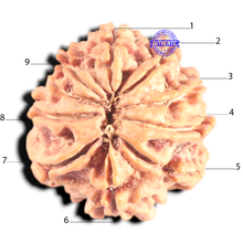 Load image into Gallery viewer, 9 Mukhi Nepalese Rudraksha - Bead No. 446