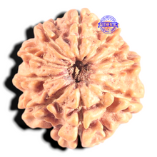 Load image into Gallery viewer, 9 Mukhi Nepalese Rudraksha - Bead No. 446