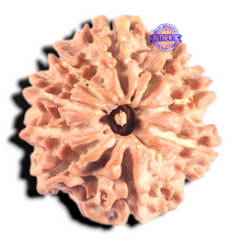 Load image into Gallery viewer, 9 Mukhi Nepalese Rudraksha - Bead No. 447
