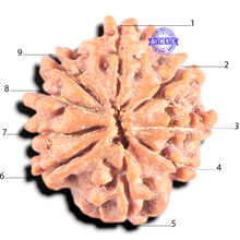 Load image into Gallery viewer, 9 Mukhi Nepalese Rudraksha - Bead No. 453