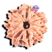 Load image into Gallery viewer, 9 Mukhi Nepalese Rudraksha - Bead No. 455