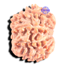 Load image into Gallery viewer, 9 Mukhi Nepalese Rudraksha - Bead No. 455