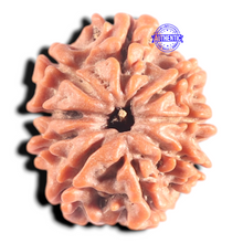 Load image into Gallery viewer, 9 Mukhi Nepalese Rudraksha - Bead No. 456