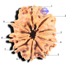Load image into Gallery viewer, 9 Mukhi Nepalese Rudraksha - Bead No. 457