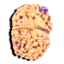 Load image into Gallery viewer, 9 Mukhi Nepalese Rudraksha - Bead No. 457