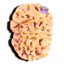 Load image into Gallery viewer, 9 Mukhi Nepalese Rudraksha - Bead No. 457