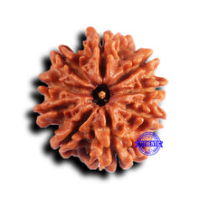 Load image into Gallery viewer, 9 Mukhi Nepalese Rudraksha - Bead No. 415