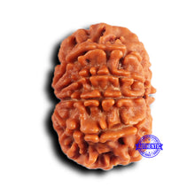 Load image into Gallery viewer, 9 Mukhi Nepalese Rudraksha - Bead No. 417