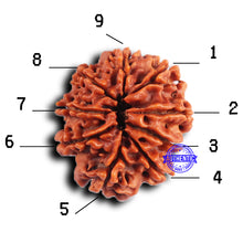 Load image into Gallery viewer, 9 Mukhi Nepalese Rudraksha - Bead No. 418