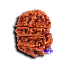 Load image into Gallery viewer, 9 Mukhi Nepalese Rudraksha - Bead No. 418