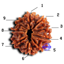 Load image into Gallery viewer, 9 Mukhi Nepalese Rudraksha - Bead No. 419