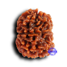 Load image into Gallery viewer, 9 Mukhi Nepalese Rudraksha - Bead No. 419