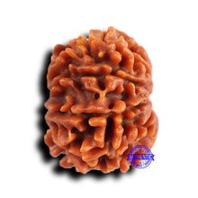 Load image into Gallery viewer, 9 Mukhi Nepalese Rudraksha - Bead No. 419