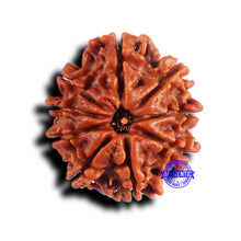 Load image into Gallery viewer, 9 Mukhi Nepalese Rudraksha - Bead No. 421