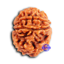 Load image into Gallery viewer, 9 Mukhi Nepalese Rudraksha - Bead No. 423