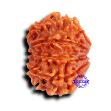 Load image into Gallery viewer, 9 Mukhi Nepalese Rudraksha - Bead No. 424
