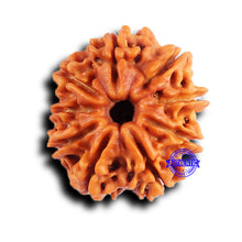 Load image into Gallery viewer, 9 Mukhi Nepalese Rudraksha - Bead No. 425