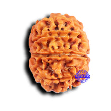 Load image into Gallery viewer, 9 Mukhi Nepalese Rudraksha - Bead No. 425