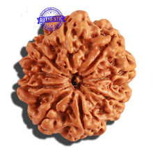 Load image into Gallery viewer, 9 Mukhi Nepalese Rudraksha - Bead No. 211